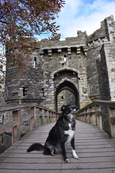 Charlie at Beaumaris Castle